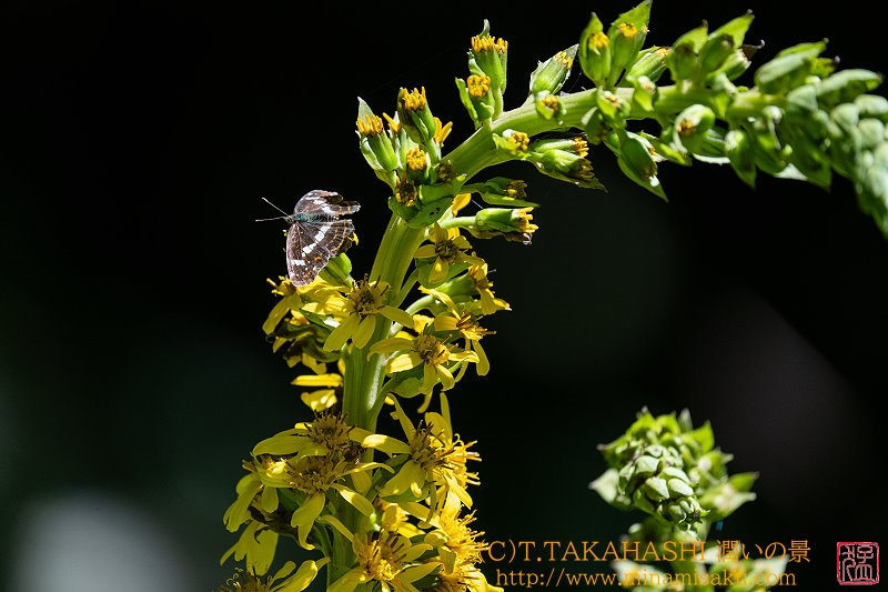 ../Images/7R240817 (62).jpg